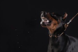 How to Choose the Right Attorney for Your Central Pennsylvania Dog Bite Case