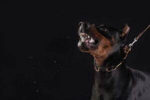 Exploring the Psychological Impact of Dog Bite Injuries in Delaware County, Pennsylvania