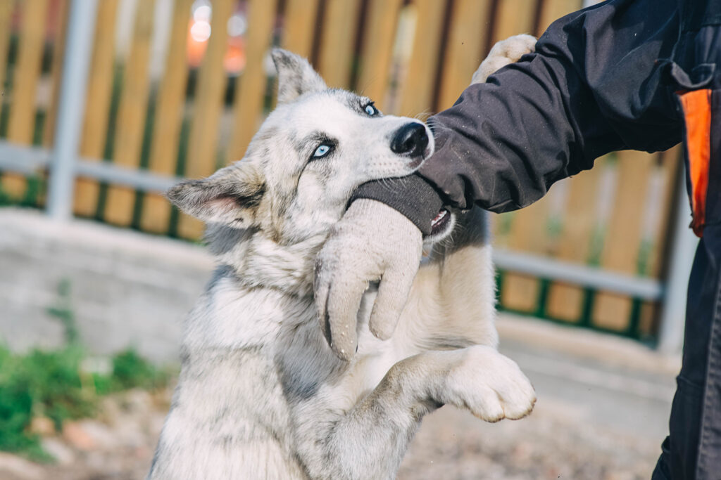 Exploring the Psychological Impact of Dog Bite Injuries in Delaware County, Pennsylvania