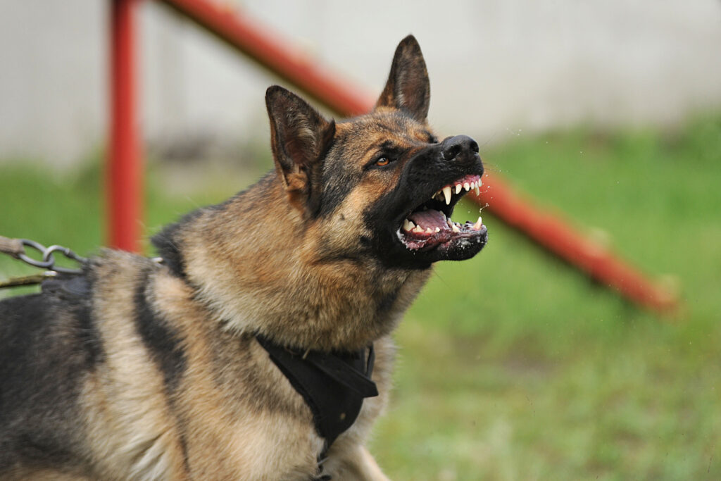 The Statute of Limitations for Dog Bite Claims in Cumberland County, Pennsylvania