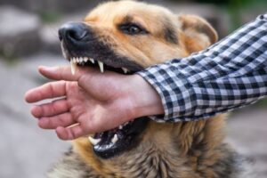 The Role of Negligence in Cumberland County Pennsylvania Dog Bite Lawsuits