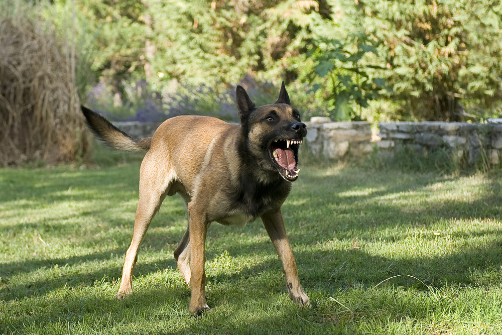 Understanding Strict Liability in Pennsylvania Dog Bite Laws